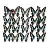 Butterfly Specimen Kit by Dddzerong with Display Case and Tools-7