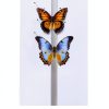 Butterfly Specimen Kit by Dddzerong with Display Case and Tools-1