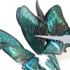 Butterfly Specimen Kit by Dddzerong with Display Case and Tools-6