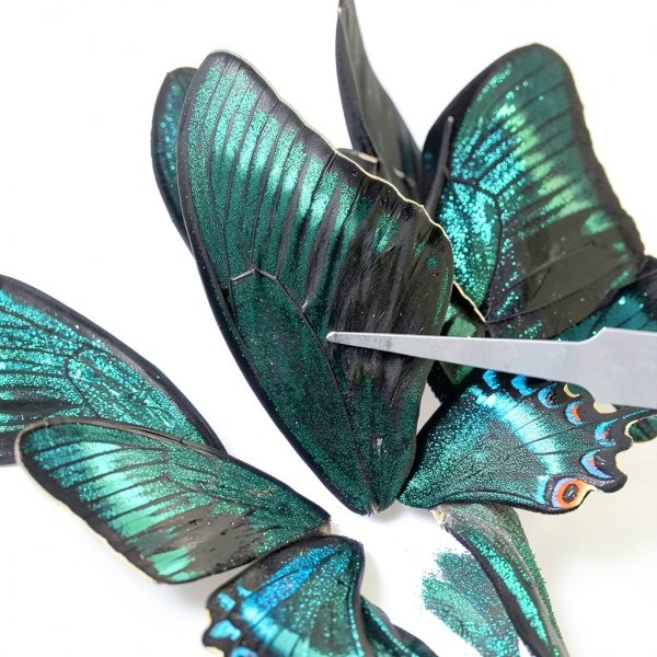 Butterfly Specimen Kit by Dddzerong with Display Case and Tools-6