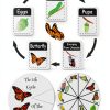 Butterfly Specimen Kit by Dddzerong with Display Case and Tools-3