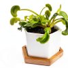 Venus Fly Trap Live Plant White Ceramic Pot Nature Gift Store-2