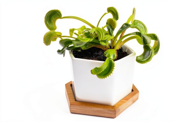 Venus Fly Trap Live Plant White Ceramic Pot Nature Gift Store-2