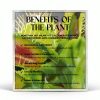 Venus Fly Trap Live Plant White Ceramic Pot Nature Gift Store-3