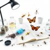 100 Pcs Insect Pins Specimen Pins Stainless Steel with Plastic Box Resin for Head for Entomology Dissection for Butte, Science Education, Insect Pins-3