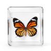 Asablve Insect Specimen Tools Kit with Pins, Board, Display Case for-4