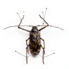 Asablve Insect Specimen Tools Kit with Pins, Board, Display Case for-3