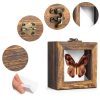 4 Pcs Insect Pinning Kit with Wooden Display Cases and EVA Foam-2