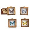 4 Pcs Insect Pinning Kit with Wooden Display Cases and EVA Foam-3