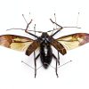 Asablve Insect Specimen Tools Kit with Pins, Board, Display Case for-2