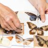 350 Pcs Stainless Steel Insect Pins, Specimen Entomology Pins 7 Sizes Entomology Supplies with Vials and Labels Butterfly Collection Needles for Butterflies, Dragonfly Collections-2
