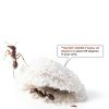 1 Tube of Live Ants Plus Ant Food, Honey Treat, & Book, Ant Habitat Kit Refill-2
