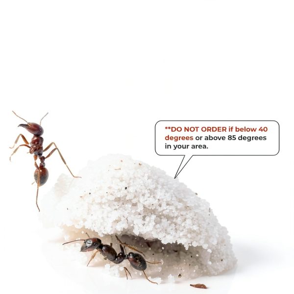 1 Tube of Live Ants Plus Ant Food, Honey Treat, & Book, Ant Habitat Kit Refill-2