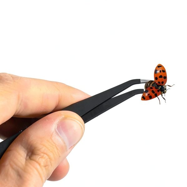 Taiyin Insect Specimen Tools Kit with Display Case and EVA Foam Boards-5